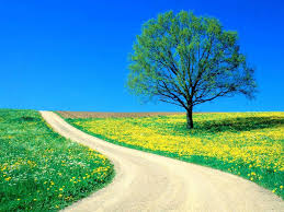 Image result for flower field images