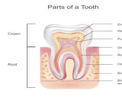 صورة tooth structure