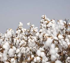 Tejidos naturales: algodón, lana, lino...  Tejidos sintéticos: licra, políester
