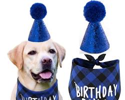 puppy wearing a birthday hat and bandanaの画像