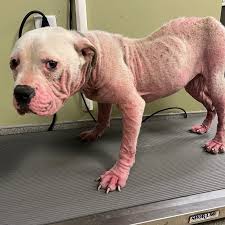 Stray Rescue of St. Louis | We see beauty everywhere we look. In the animals we rescue, and in the people our organization attracts. Look at these two. Blush is... | Instagram