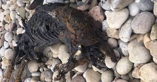 Remains of large creature wash up on Porthcawl seafront ...
