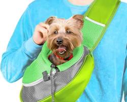 dog in a pet slingの画像