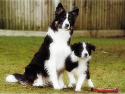 Image result for Cómo vivir en un hogar con varios perros