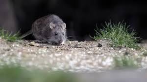 Trágico final de un pibe de San Andrés de Giles: le dieron ibuprofeno y lo mandaron a casa antes de descubrir el hantavirus