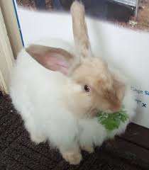 Hasil gambar untuk satin rabbit