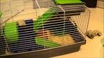 Bien y rflchir - Le Hamster Russe