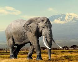 Image of elephant animal