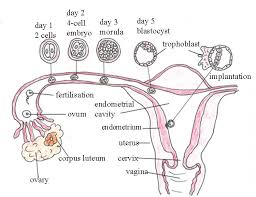 Image result for implantation of embryo