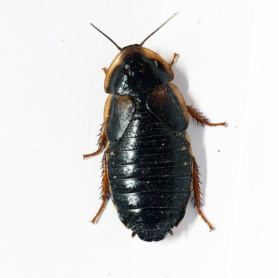 Dubia Roach Breeders (20+ adult dubias for starter colony) - The Bug Shed