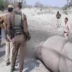 Rhino Killed Poachers Kaziranga, Elephants