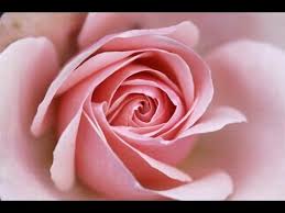 Résultat de recherche d'images pour "belle fleur"