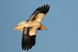 Image result for egyptian vulture