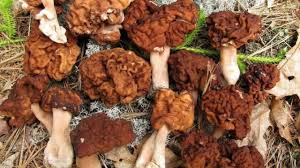 Image result for poisonous mushrooms