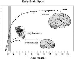 صورة rapid brain growth in early childhood