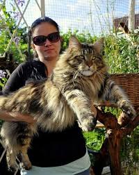 Image result for maine coon