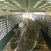 Queensland Environment Minister quashes Townsville crocodile cull ...