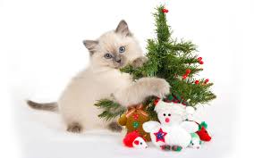Image result for cat