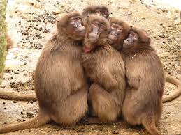 Image result for MONKEYS