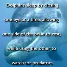 Image result for Dolphins sleep