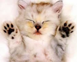 Resultado de imagem para imagens