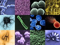 Resultado de imagen para archaea