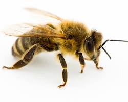 Image of Honeybee