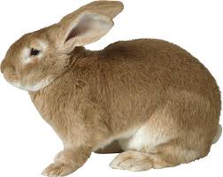 Image result for RABBIT