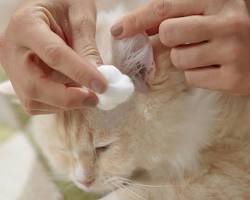 Cat ear cleaning solution and cotton ballsの画像