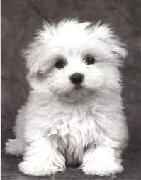 R&eacute;sultat de recherche d'images pour 