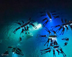 Image of Manta Ray Night Snorkel in Hawaii