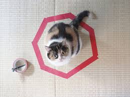 Image result for cat