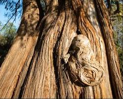 Image of Old Cypress, Cypress, Texas