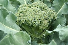 Broccoli May Slow Atherosclerosis