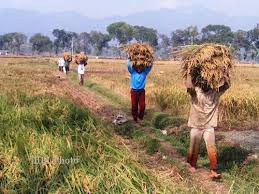 Results image for rice harvest