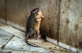 images?q=tbn:ANd9GcQPucm1IuTJ6SPjbYeM5eQ