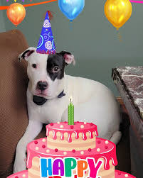 Blue Orchid Florist | Happy 1st birthday, Juno 🎂 We love you. We said no more dogs..... but you stole our hearts 💕 . . #puppy #picoftheday #love #dog #happy... | Instagram