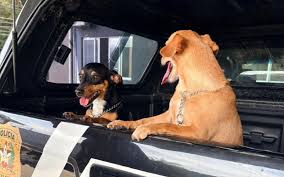 Homem enforca cão por 14 segundos em elevador e maus-tratos leva a resgate em SC