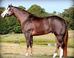 Image result for HORSE