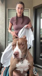what do you think? #pitbull #dogsoftiktok | TikTok