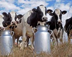 Süt sığırcılığı resmi