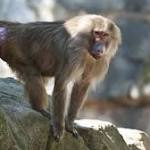  Baboons prop up barrels to escape Texas research centre