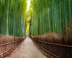 Image of Arashiyama Bamboo Forest di Kyoto