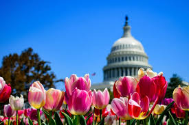 Over 150,000 Free Tulips Will Be Up For Grabs On The National Mall Next Month As Part Of A ‘Tulip Day’ Celebration