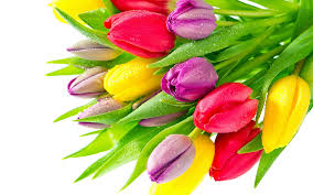 Bildresultat för tulips