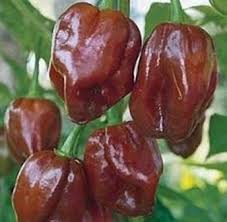 Image result for brown pepper