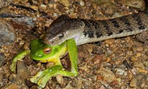 Image result for snakes