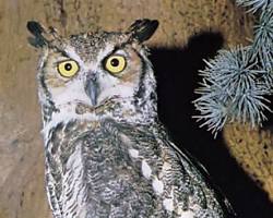 Image of Owl