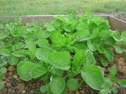 Image result for BAYAM