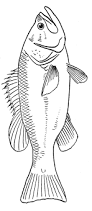 fish coloring pages ile ilgili görsel sonucu